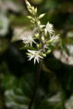 Beesia calthifolia RCP3-2014 142.JPG